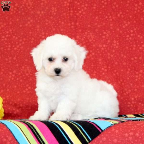 Catfish, Bichon Frise Puppy